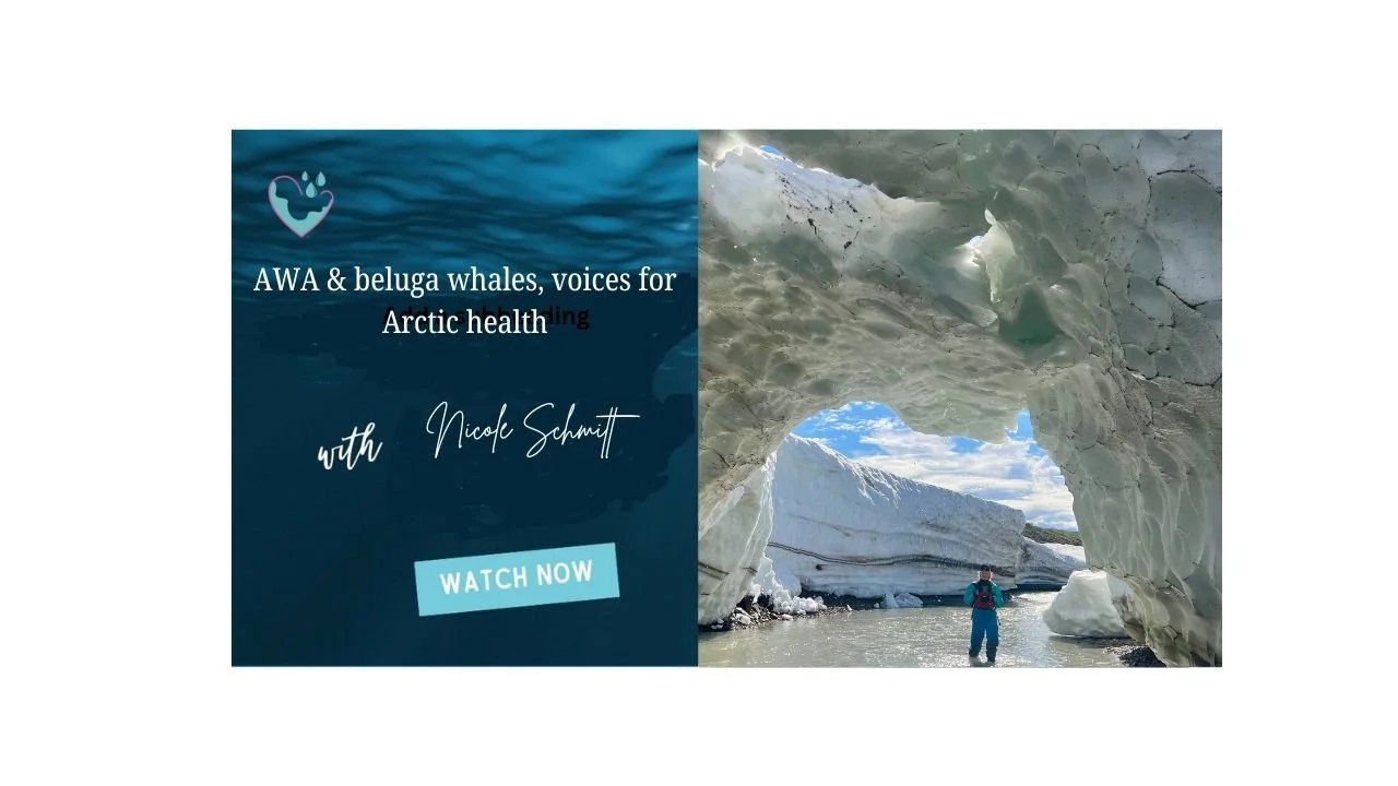 AWA & beluga whales, voices for Arctic Health episode artwork
