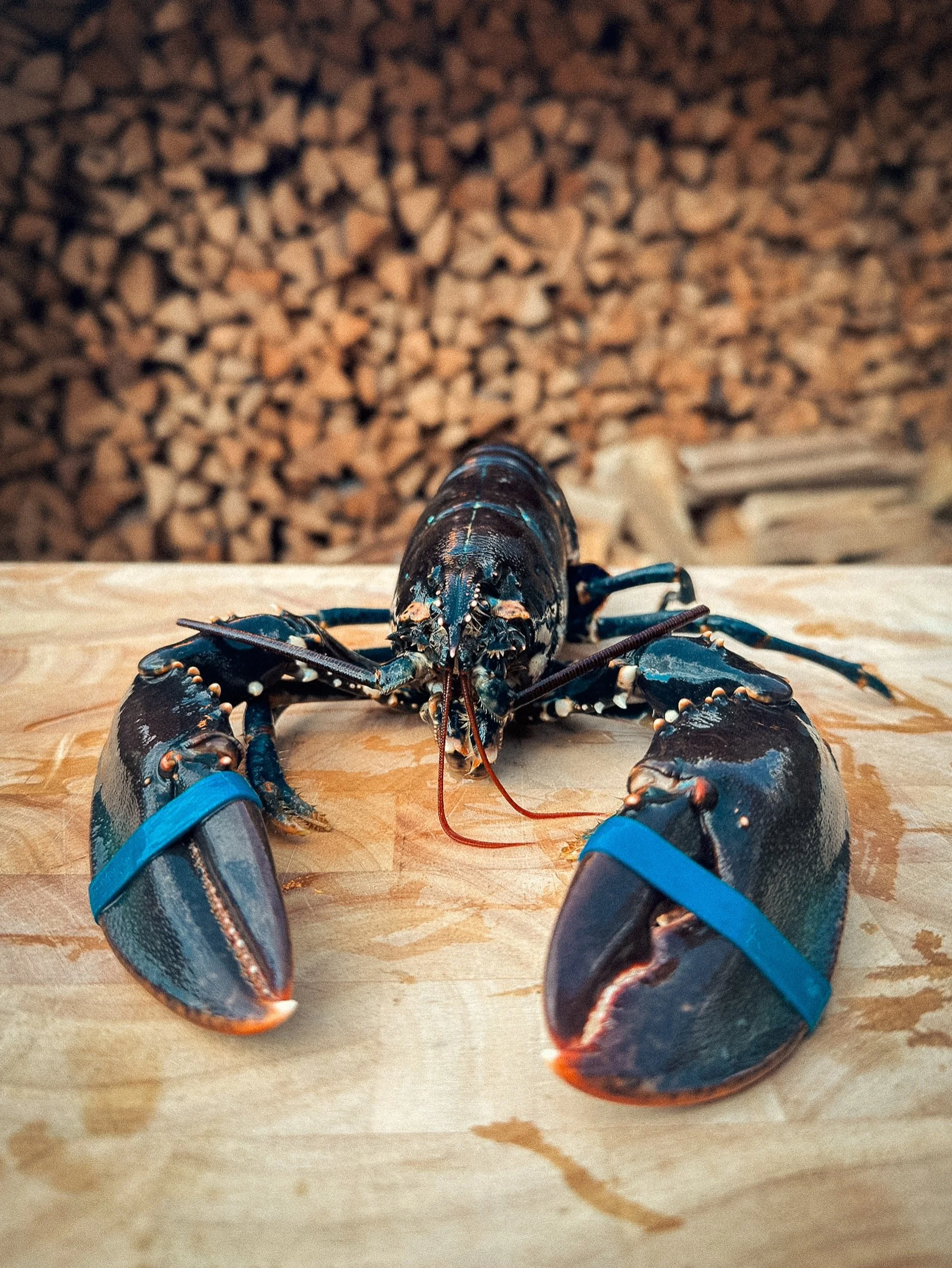 TOP PRODUCT 🦞

Homard Bleu de Bretagne, nieuw op onze suggestiekaart. Deze Bretoense blauwe kreeft staat gekend om om zijn mals en smaakvol vlees. Wij bereiden het &agrave; la nage of belle-vue, aan jou de keuze 😉

#delekkerbekwaasmunster