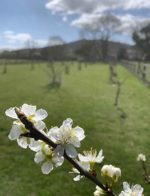 Cultivating an orchard 'canal-side' in Bathampton