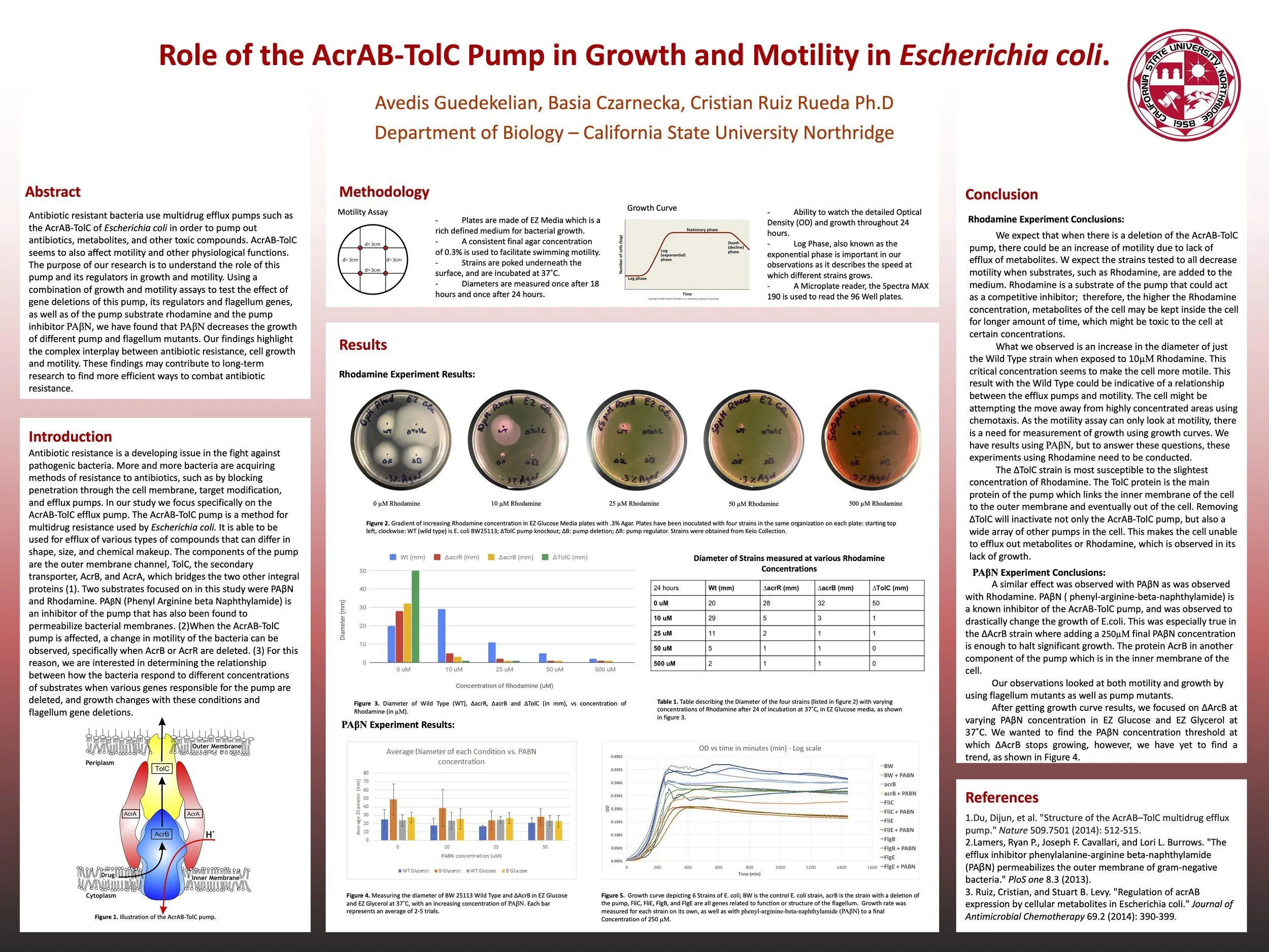 Role of the AcrAB-TolC Pump in Growth and Motility in Escherichia coli.&nbsp; Research Presentation Spring 2020 with Labmate Basia Czarnecka, and under the mentorship of Cristian Ruiz Rueda Ph.D (Received 1st Place at CSUNPosium 2020 in the category…