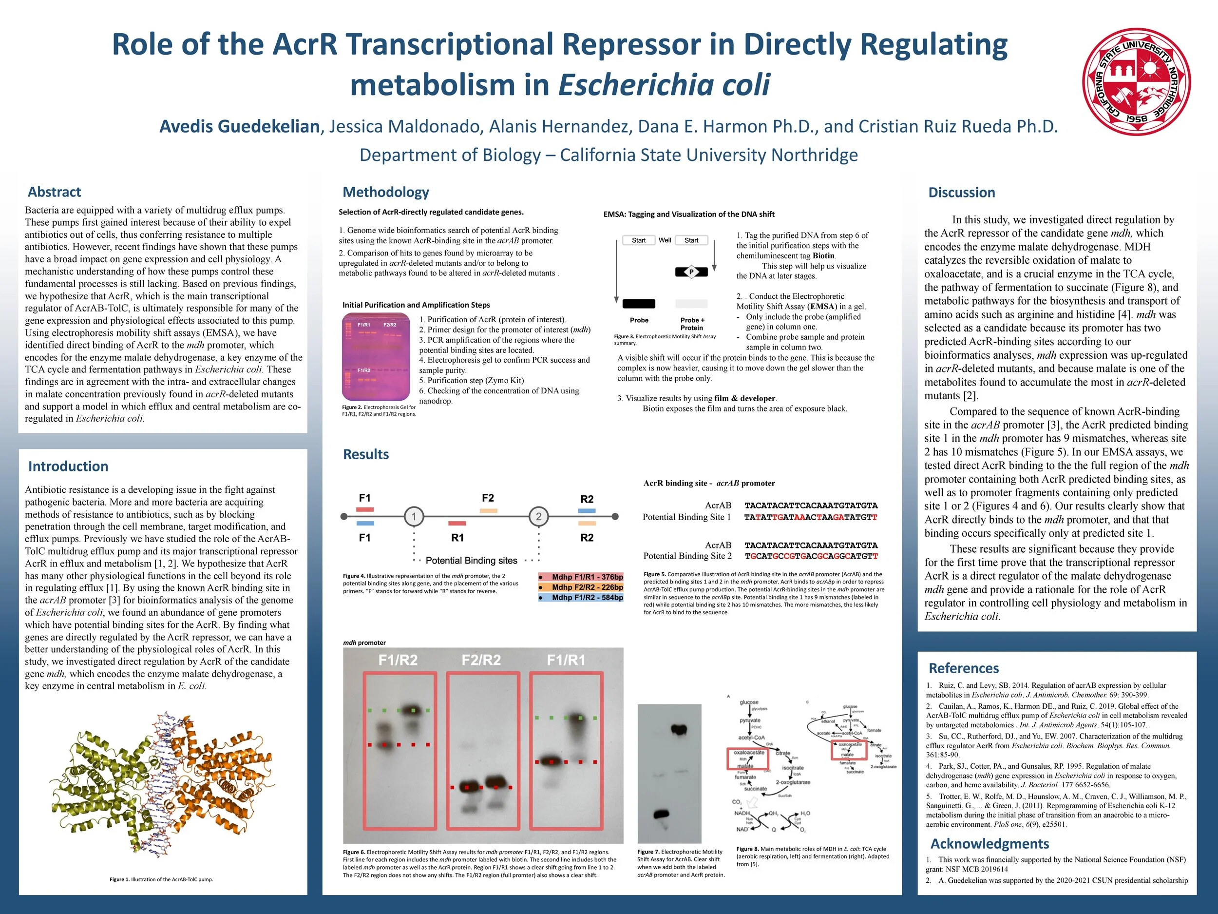 Role of the AcrR Transcriptional Repressor in Directly Regulating Metabolism in Escherichia coli Research Presentation Spring 2021 with the help of Jessica Maldonado, and under the mentorship of Cristian Ruiz Rueda Ph.D