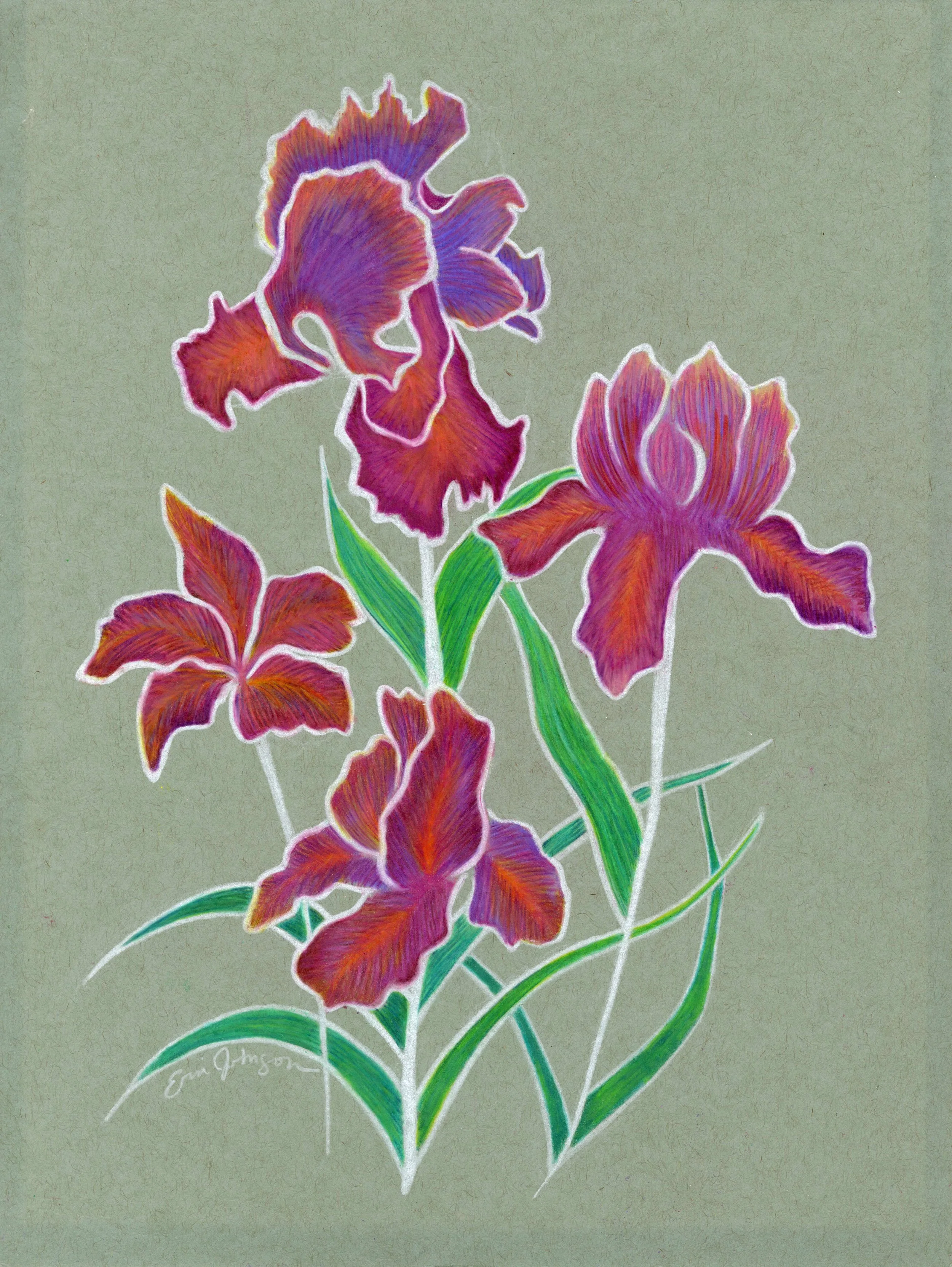 Iris, colored pencils, 2025