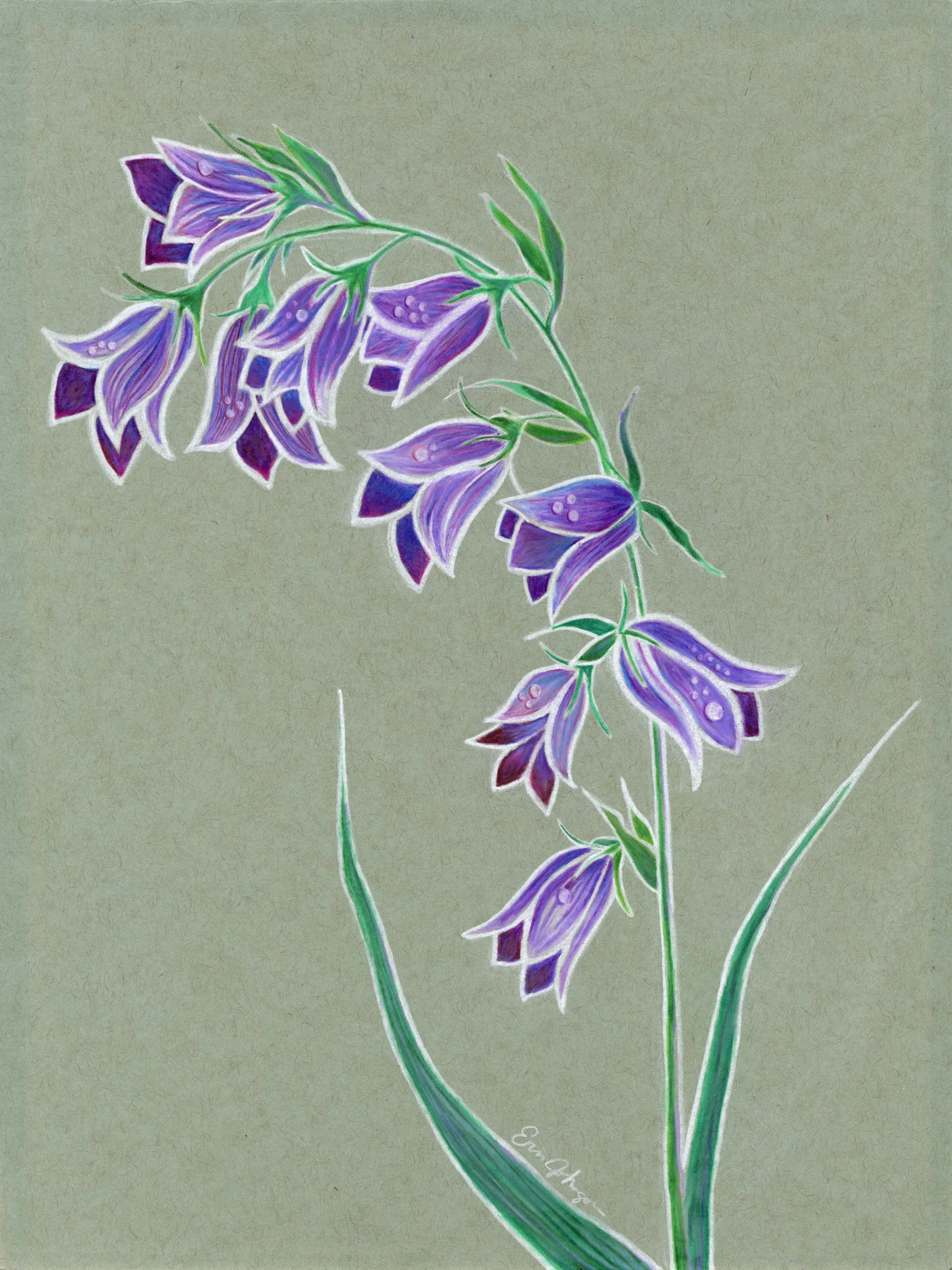 Harebell, colored pencils, 2025