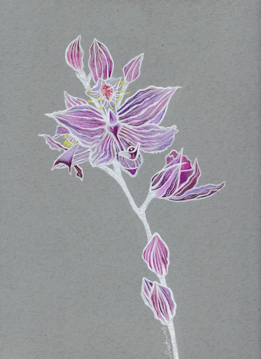 Calopogontuberosus-GrassPinkNativeMN25  EGJohnson.jpg