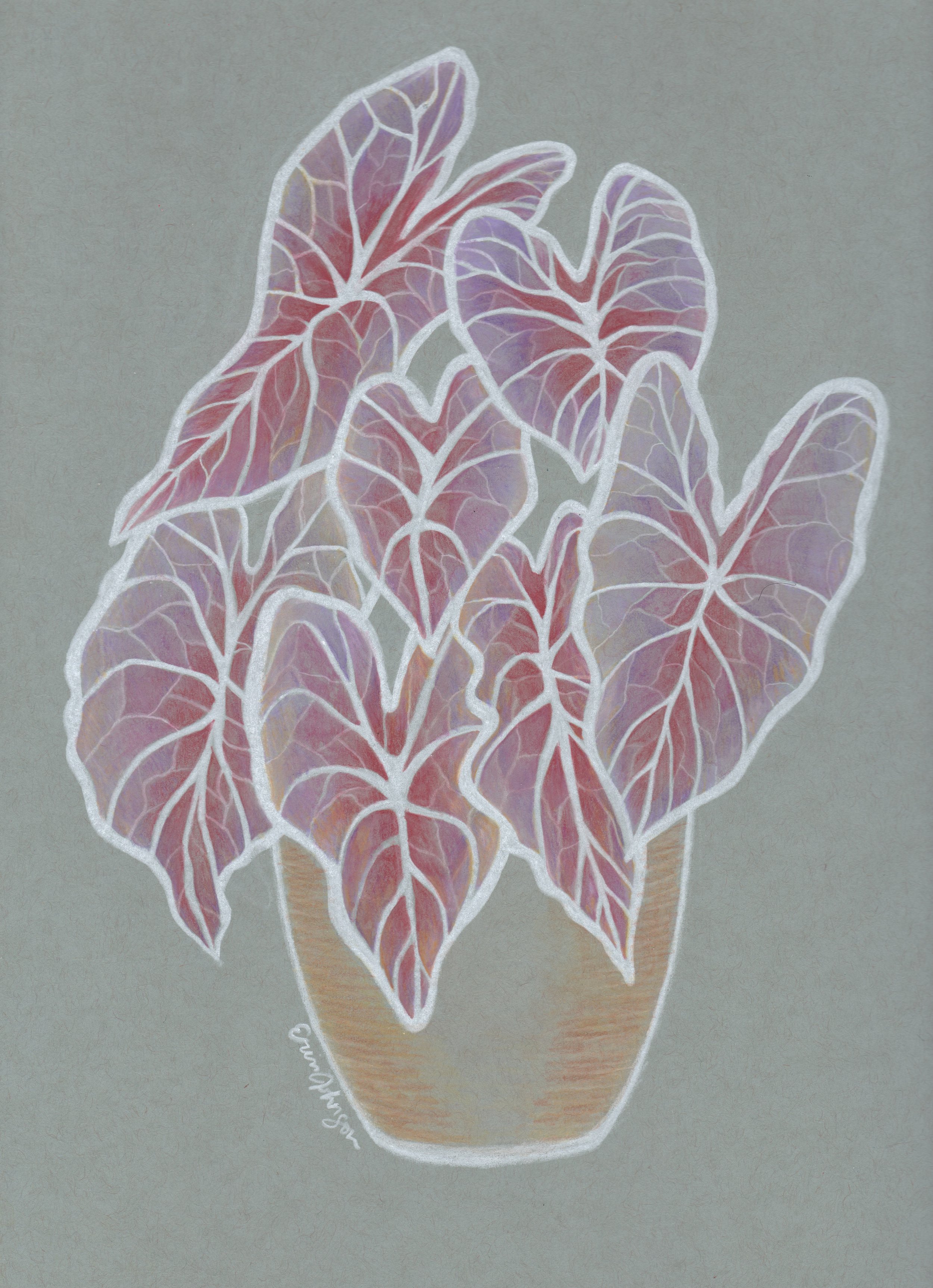 Elephant Ear, colored pencils and watercolor pencils, 2024