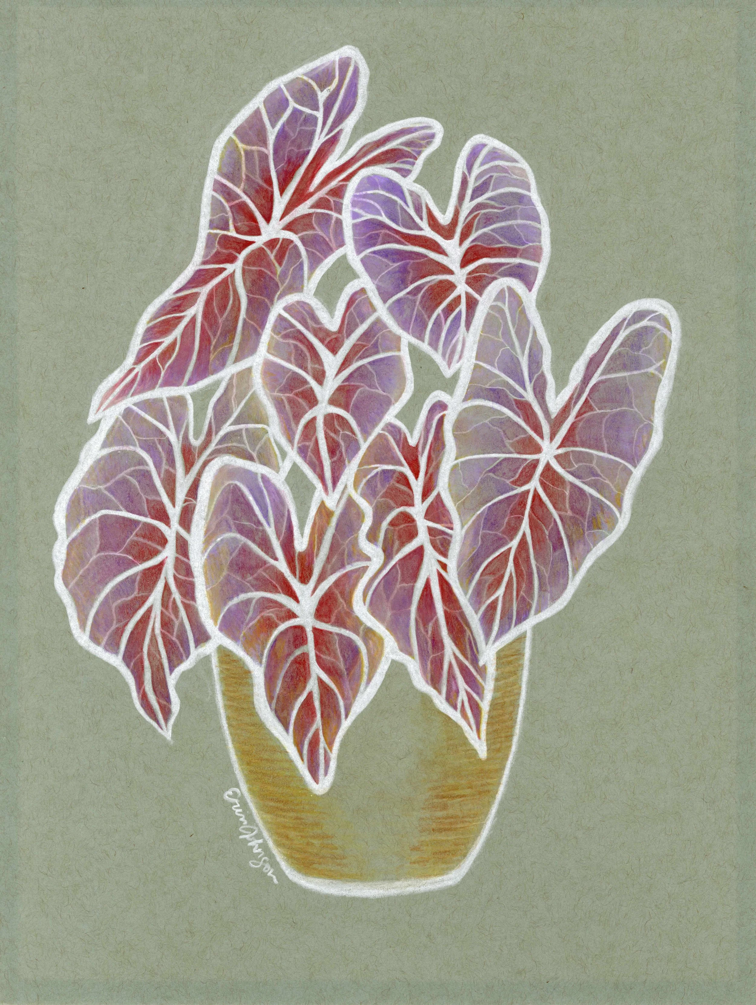 Elephant Ear, colored pencils and watercolor pencils, 2024
