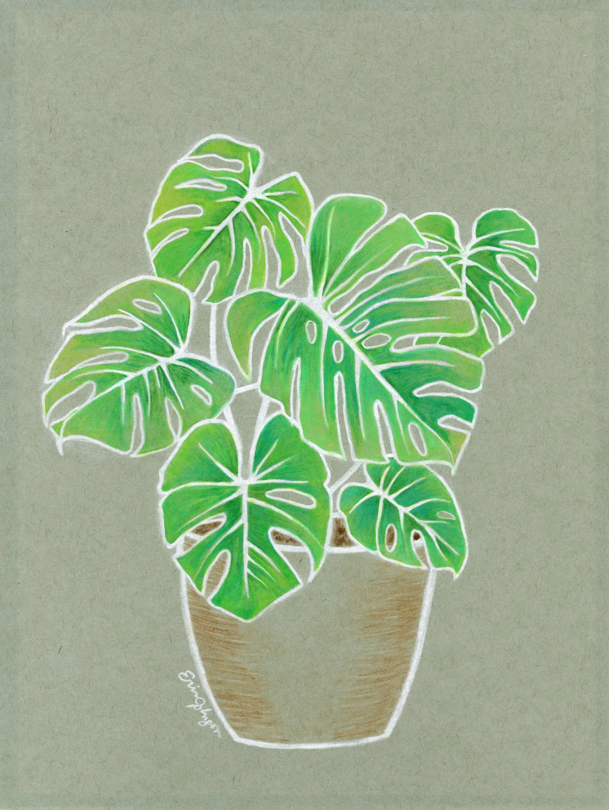 Monstera, colored pencils and watercolor pencils, 2024
