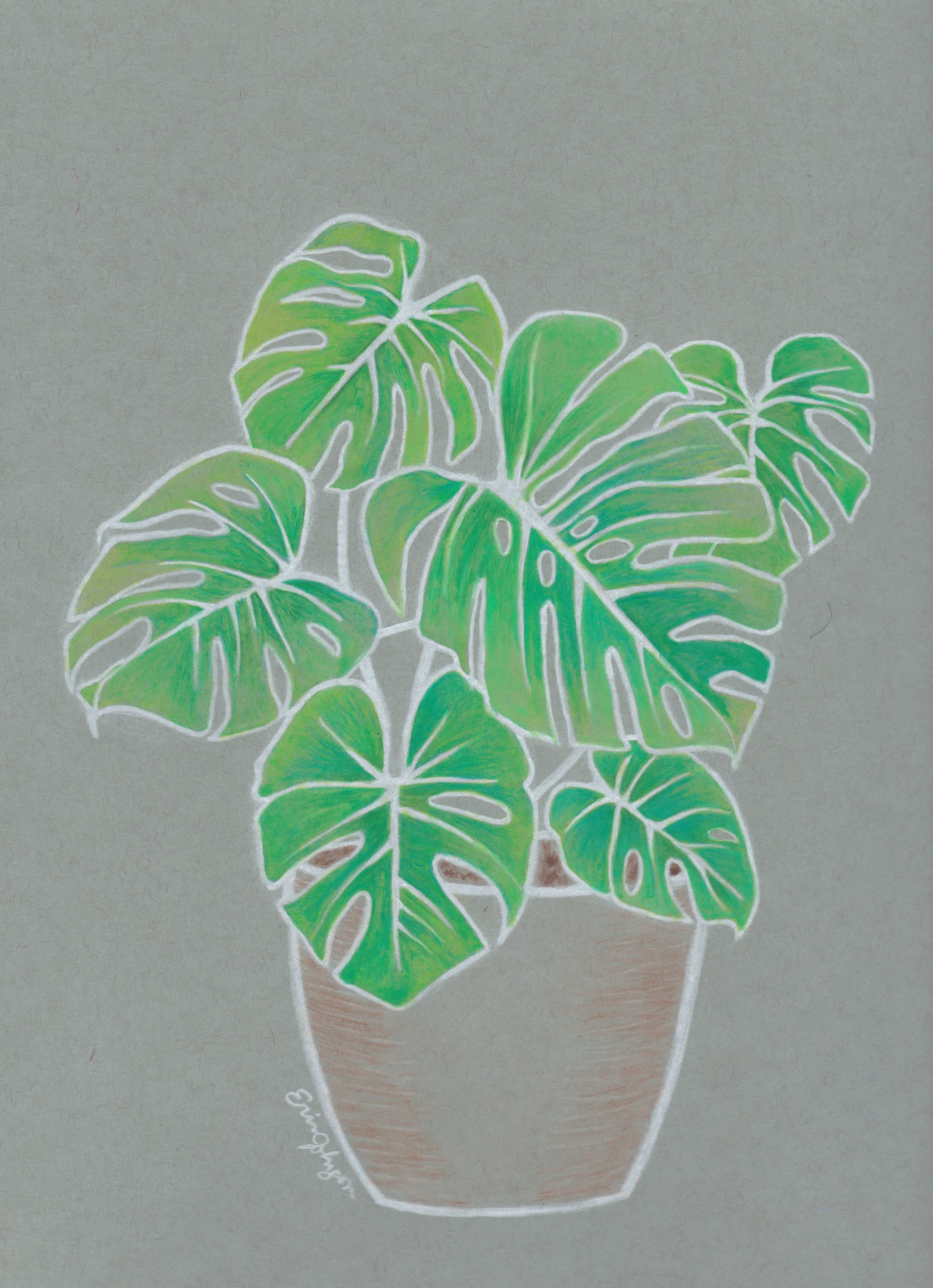 Monstera, colored pencils and watercolor pencils, 2024