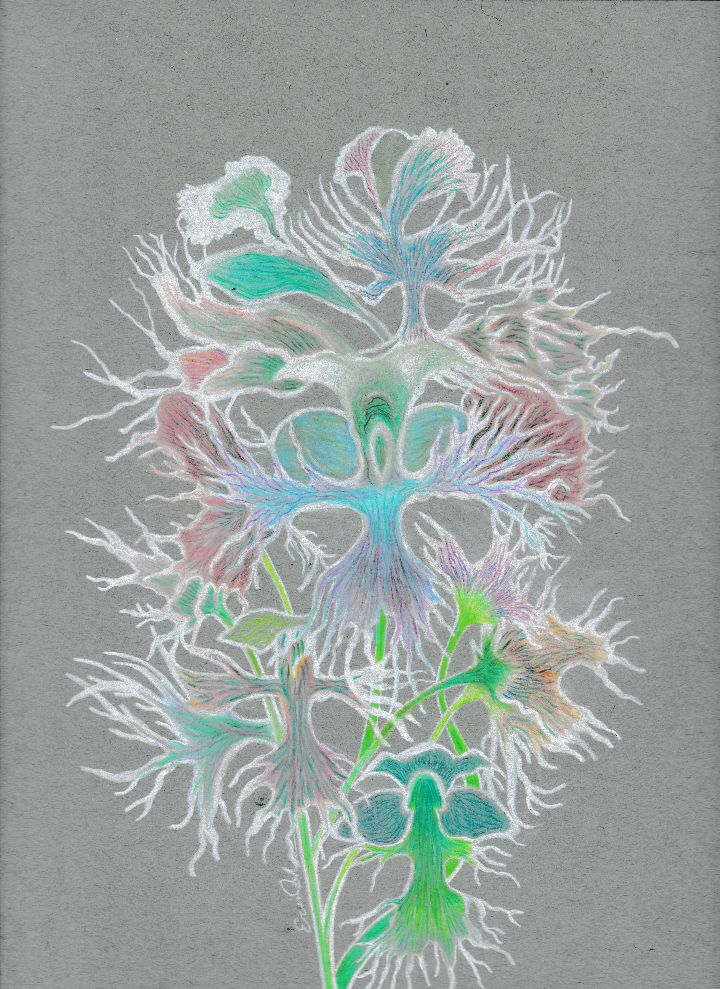 WesternPrairieFringedOrchidNativeMN_25 EGJohnson.jpg