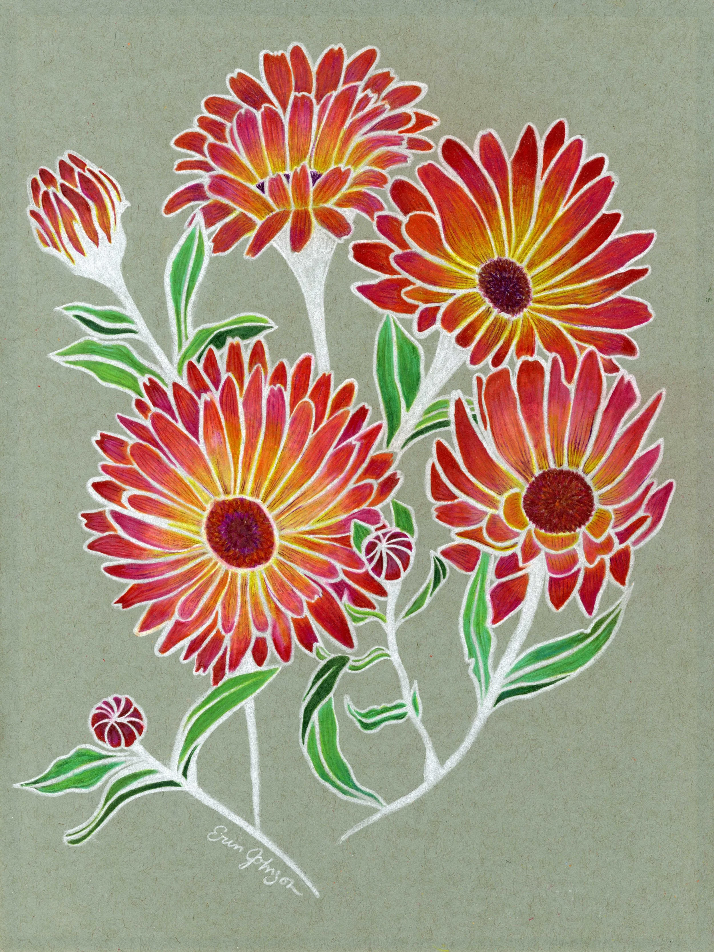 Calendula, colored pencils, 2024