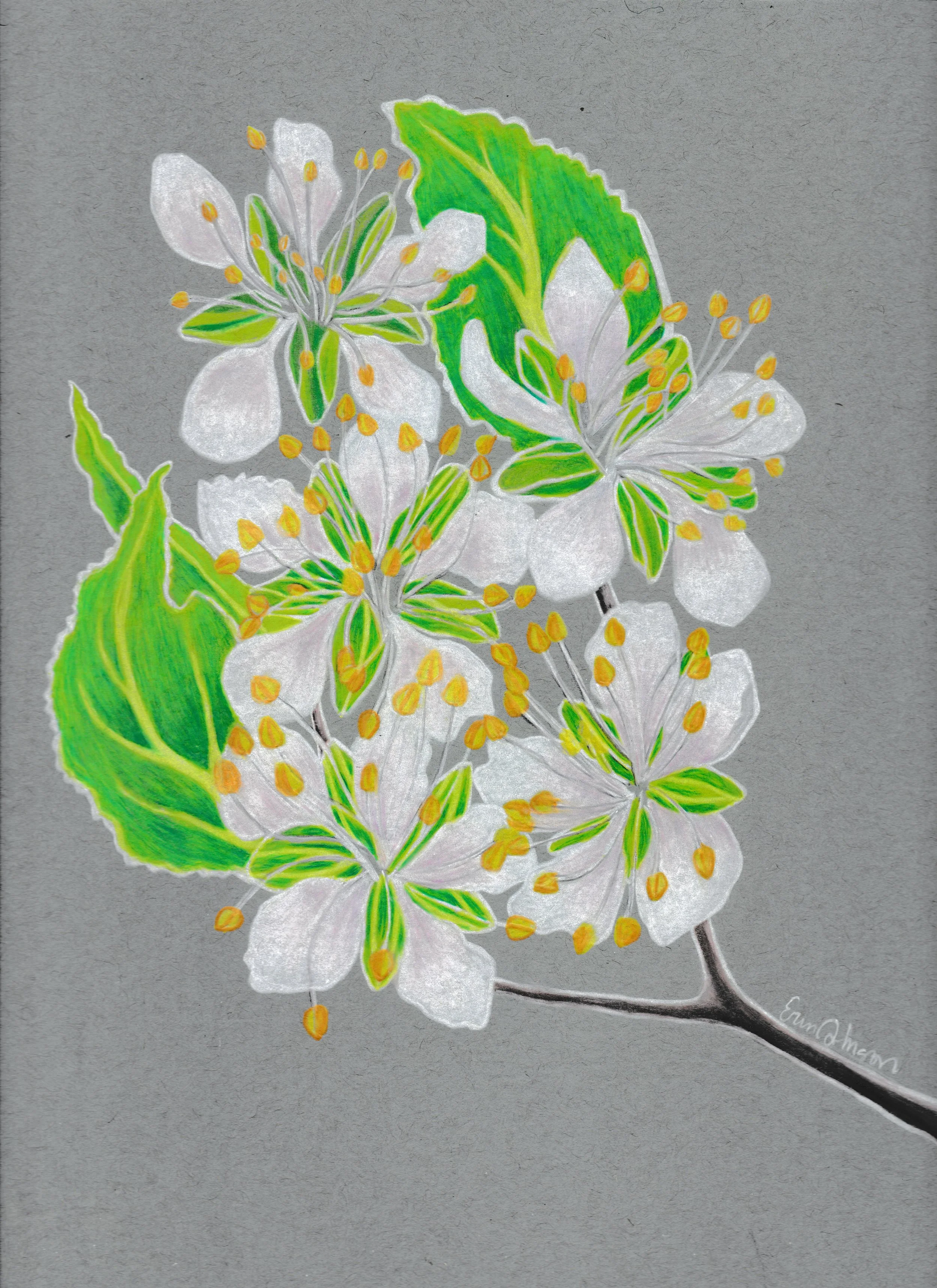 PrunusAmencana-WildPlumNativeMN_25 EGJohnson.jpg