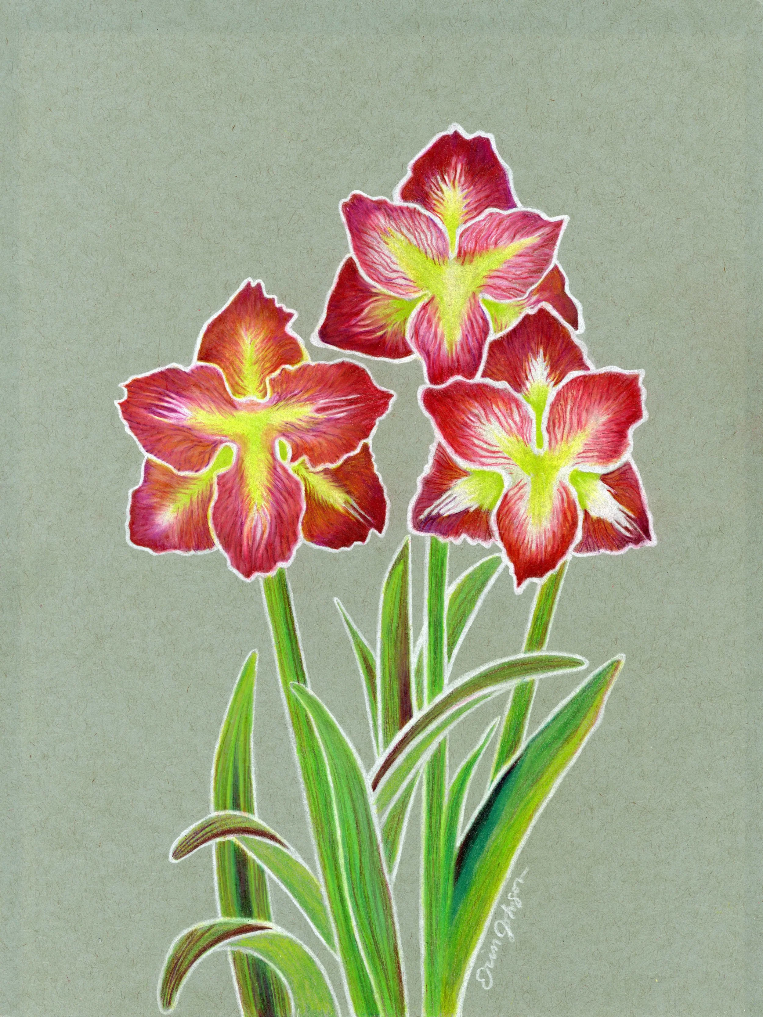 Amaryllis, colored pencils, 2025