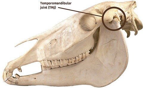 ⚡️Temporomandibular Joint (TMJ) Conditions in Horses ⚡️

As an equine sports massage therapist I often treat horses with TMJ discomfort - sadly it&rsquo;s fairly common. The joint makes up a complex area consisting of many connected parts - as well a