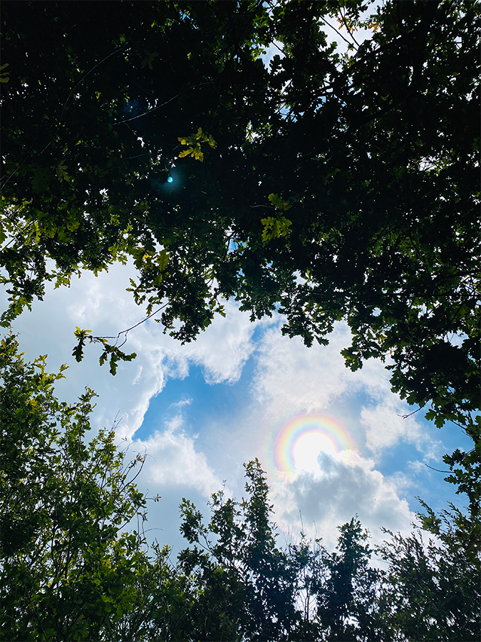Sunlight and sky seen through the woodland canopy