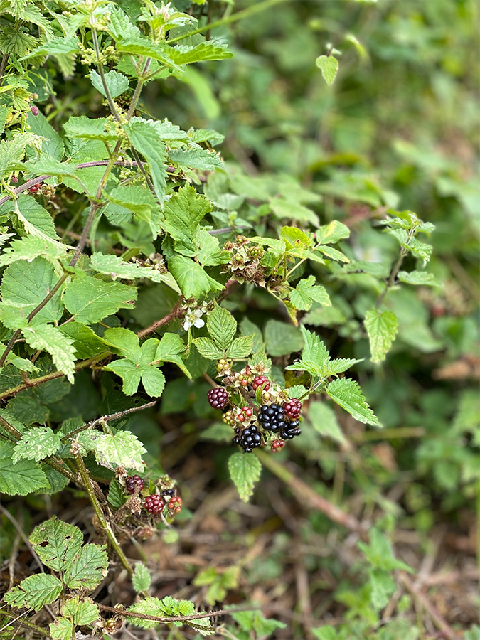Ripe blackberries beside a woodland ride