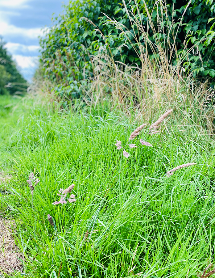 Wildflowers growing along the woodland edge