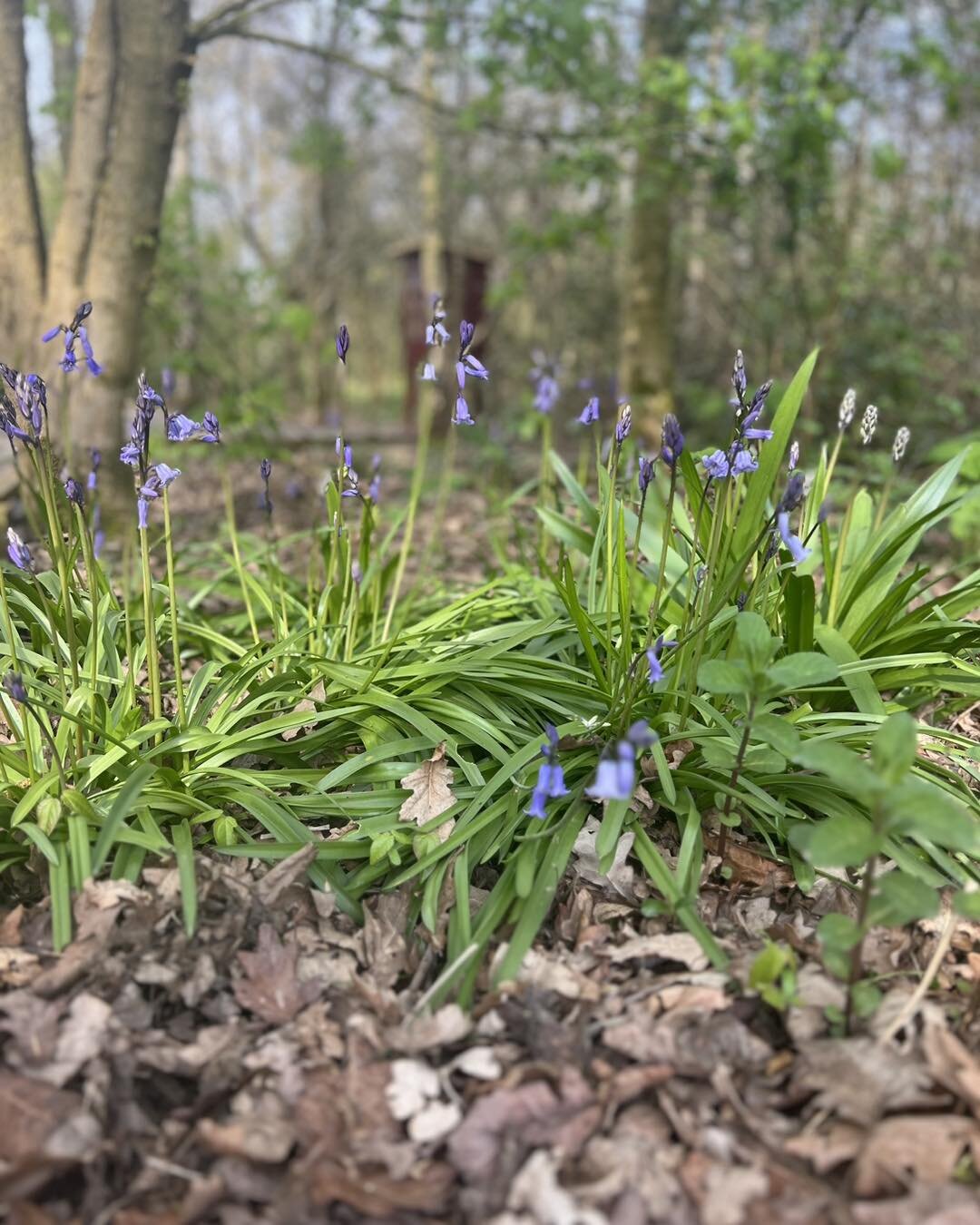 Spring has officially sprung!! 

&amp; our beautiful bluebells are here to tell us just that! 🌿

So with THREE bank holidays coming up in May we hope you decide to spend some of your time 

A) Outdoors
B) On An Adventure 
C) Making Memories 

&amp; 