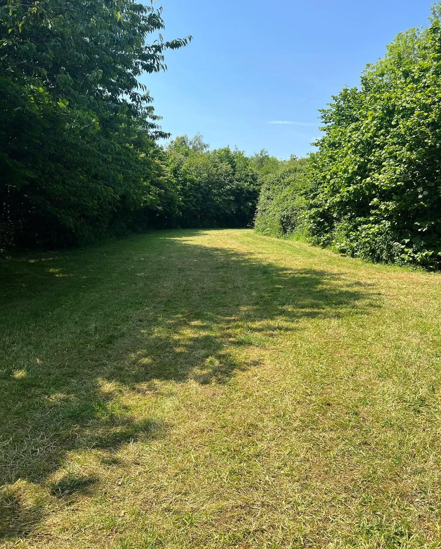 Woodland paths beneath mature trees at Fire and Stars in the National Forest