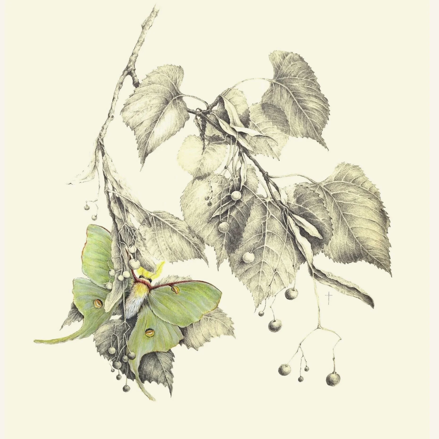 "Luna Moth and Basswood"