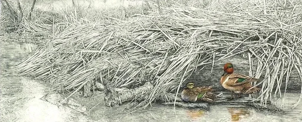 Cold%252525252BShoulder%252525252BGreen%252525252BWinged%252525252BTeal%252525252Band%252525252BWater%252525252BIris%252525252Bshop%252525252B1.jpg