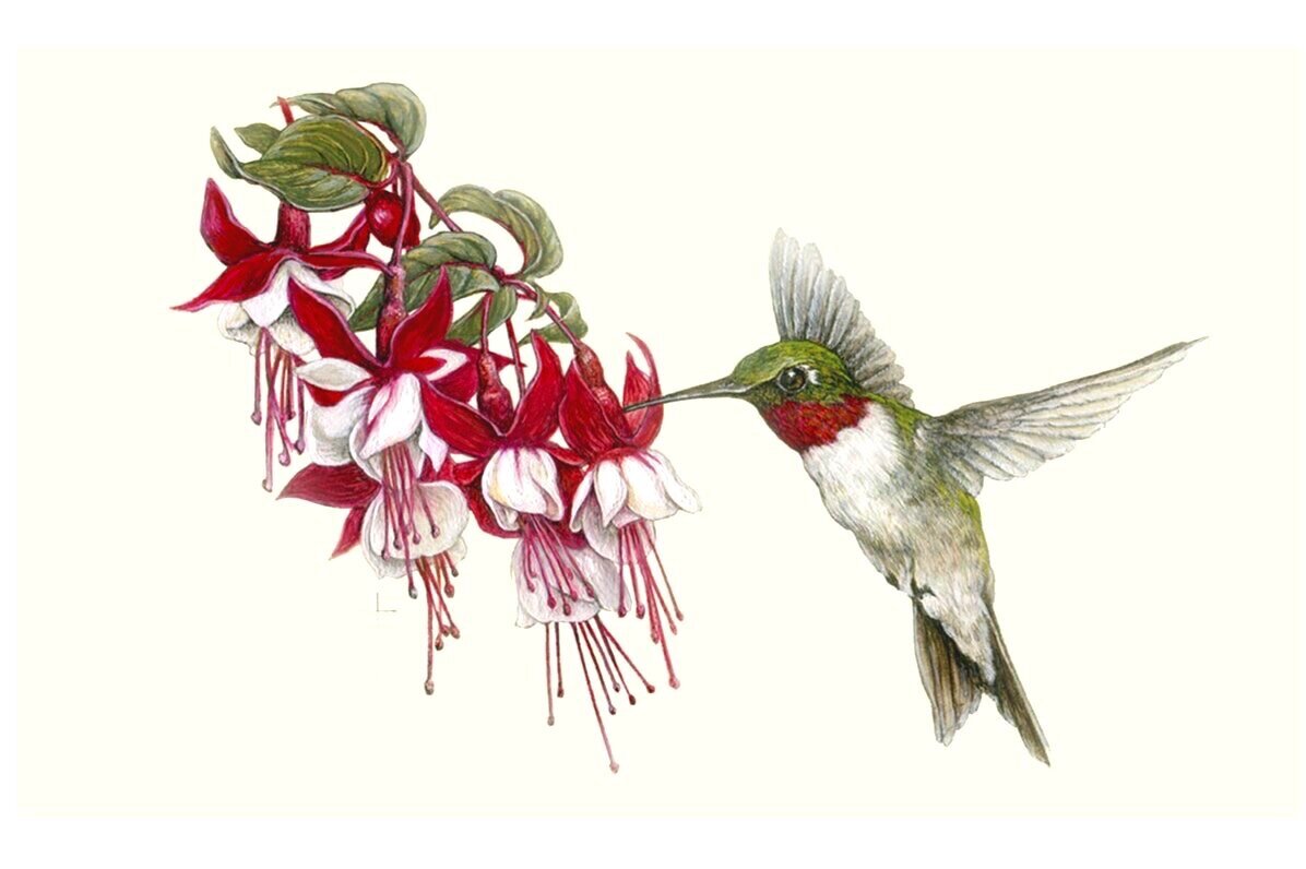 Embroidered Ruby Throated Hummingbirds and Fuchsia Flowers Kitchen