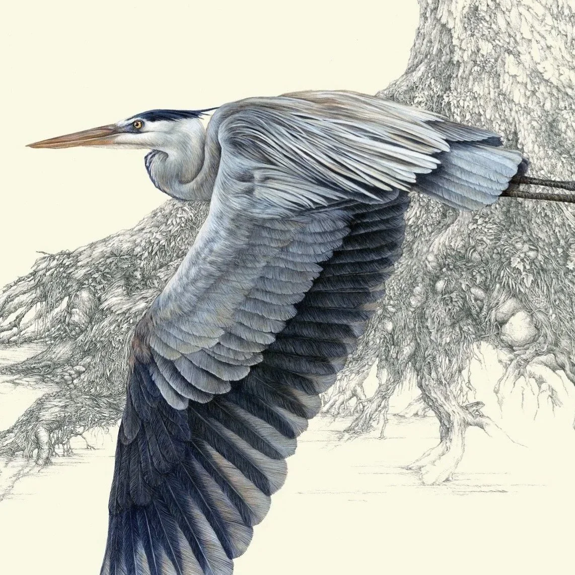 "Homeward Bound" - great blue heron