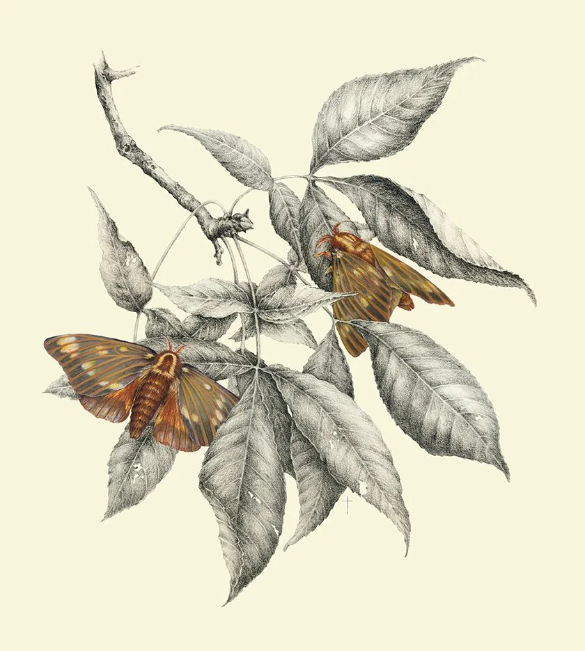 "Regal Moth and Hickory"