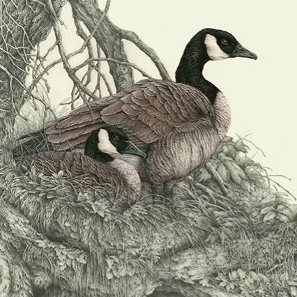 "A Resting Place" - Canada geese