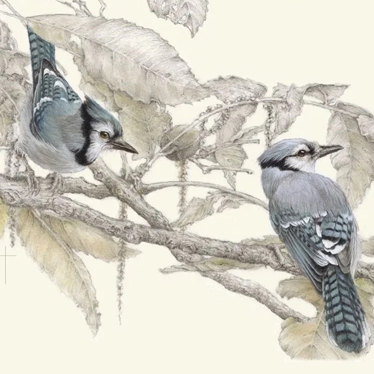 "Watching from the Hickory" - Blue Jays