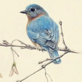 "Gentle Spring" - eastern bluebird and maple