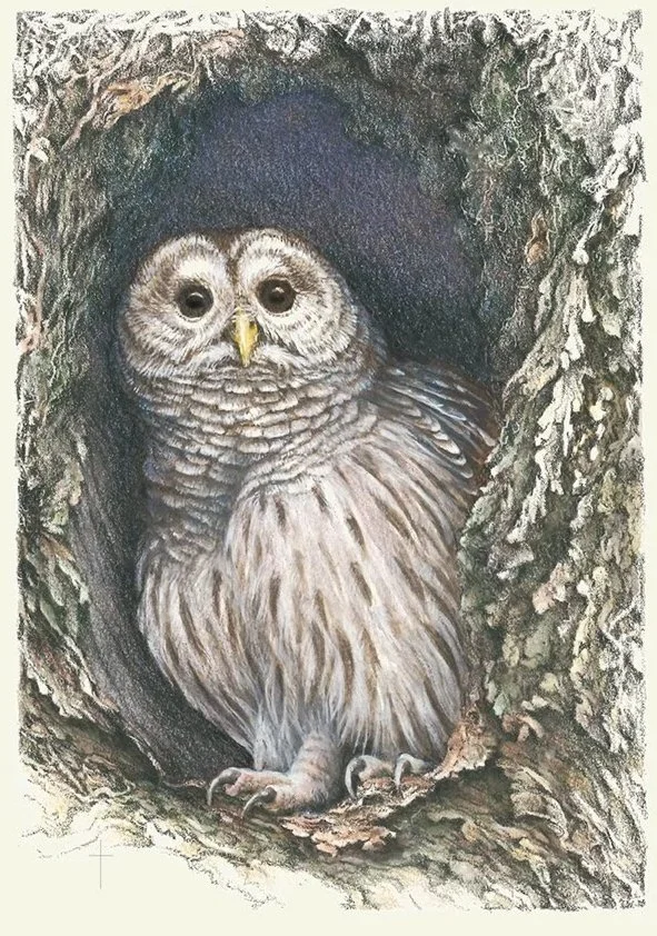 WEBHome+Sweet+Home+Barred+Owl.jpg