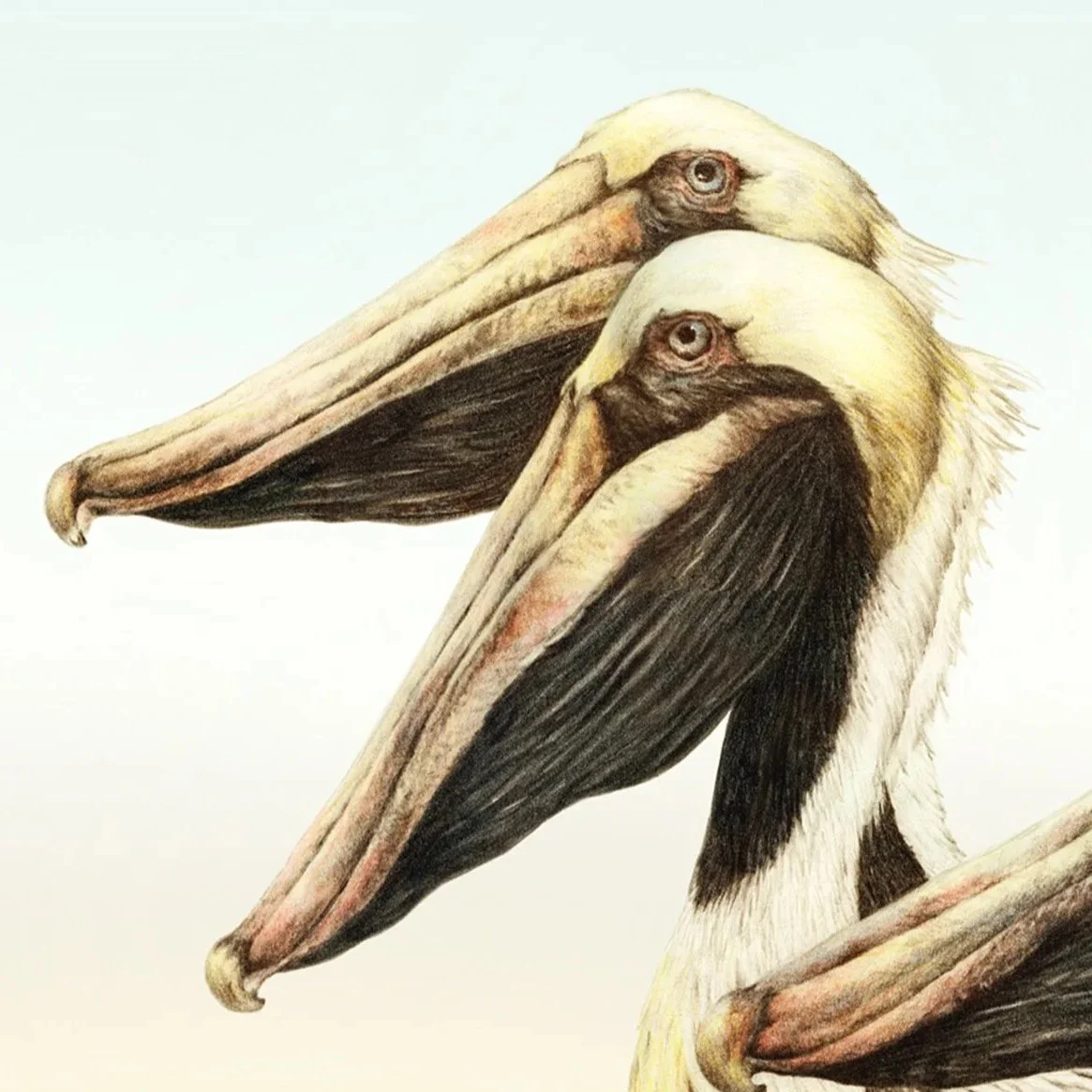 "Larry, Moe, and Curly Joe" - brown pelicans