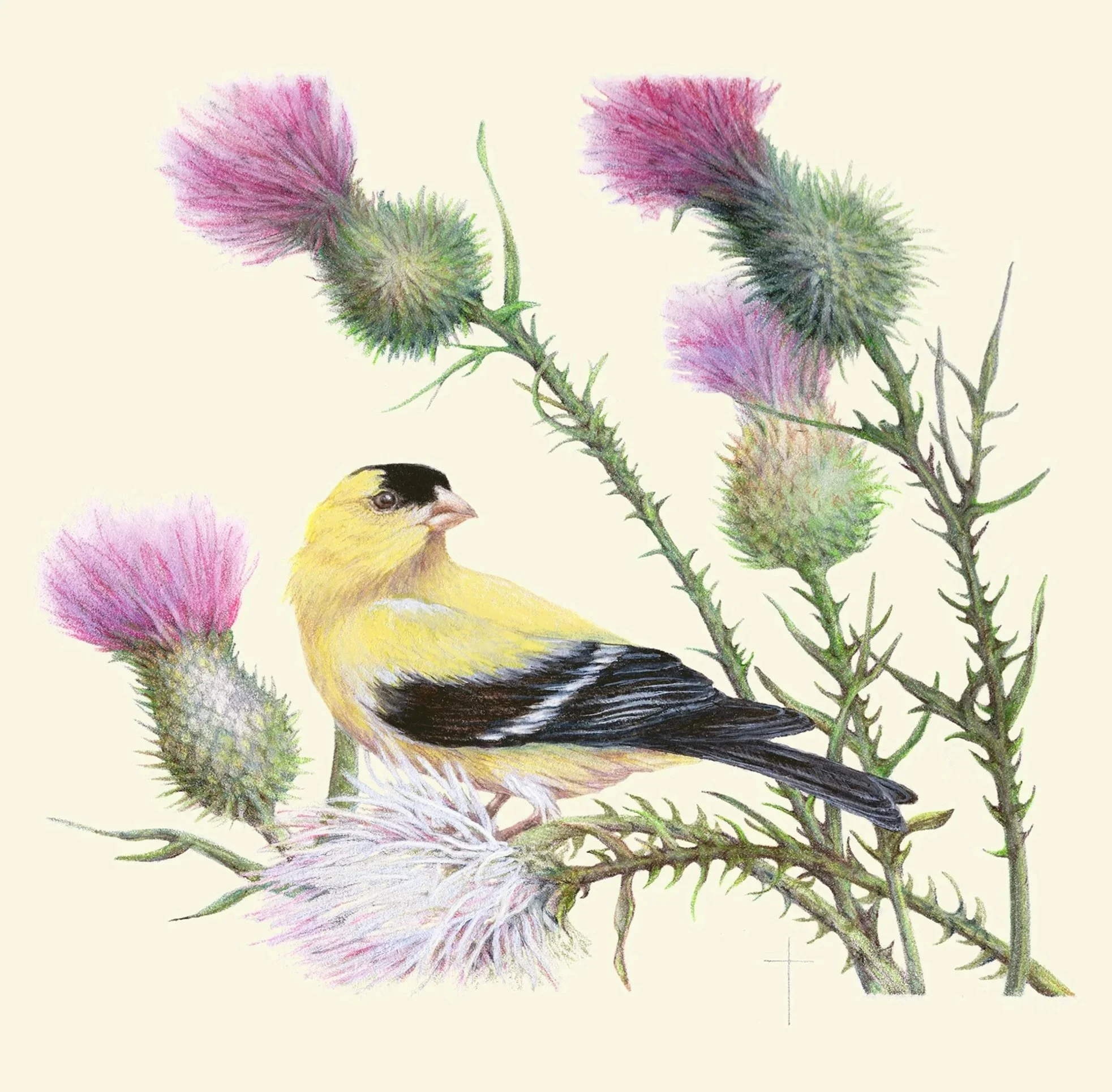 WEBGoldfinch.jpg