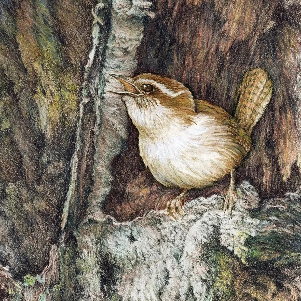 "Wake-up Call!" - Carolina Wren