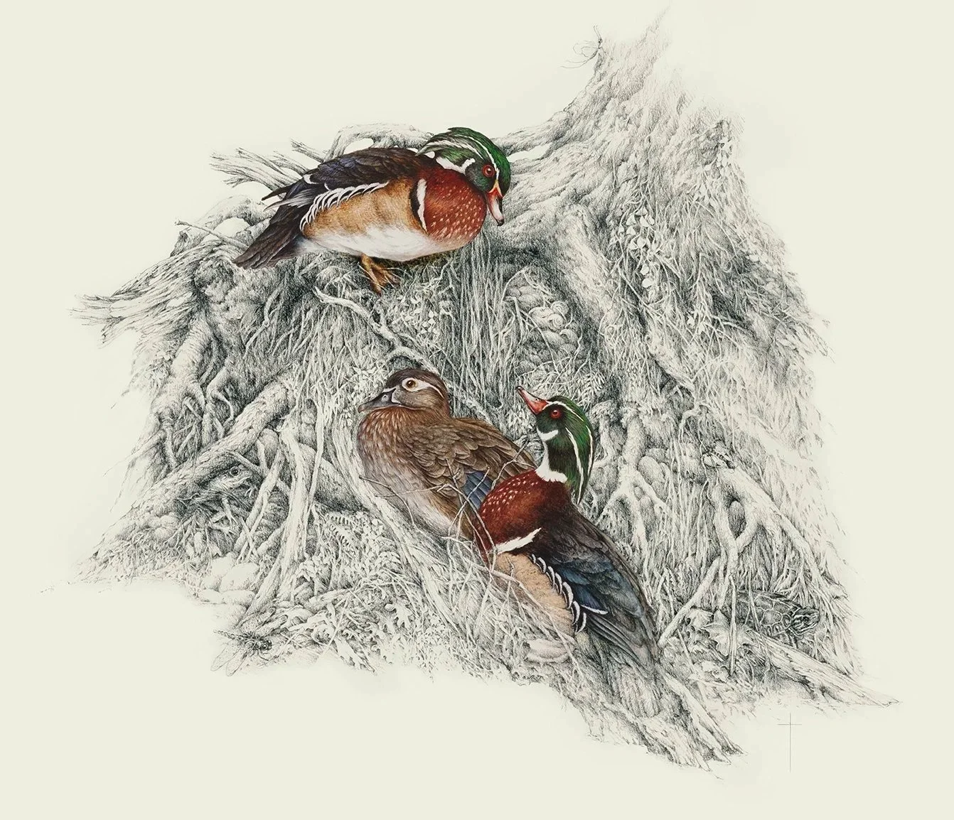 "Unexpected Guest" - wood ducks