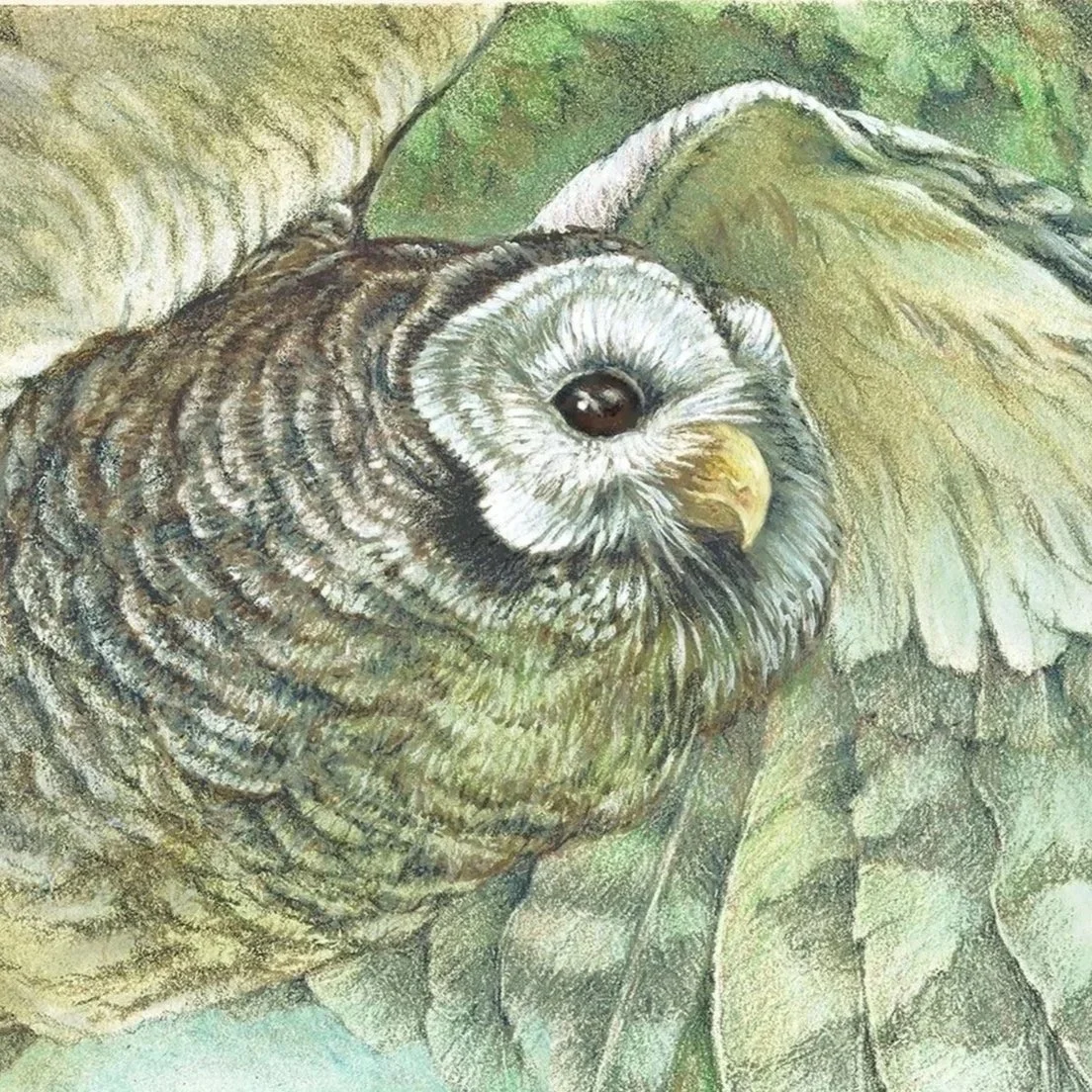 At Home in the Woods- Barred Owl