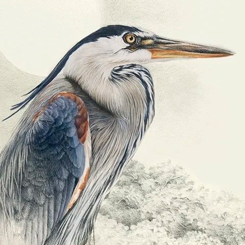 "Waterside Portraits" - great blue heron and edibles