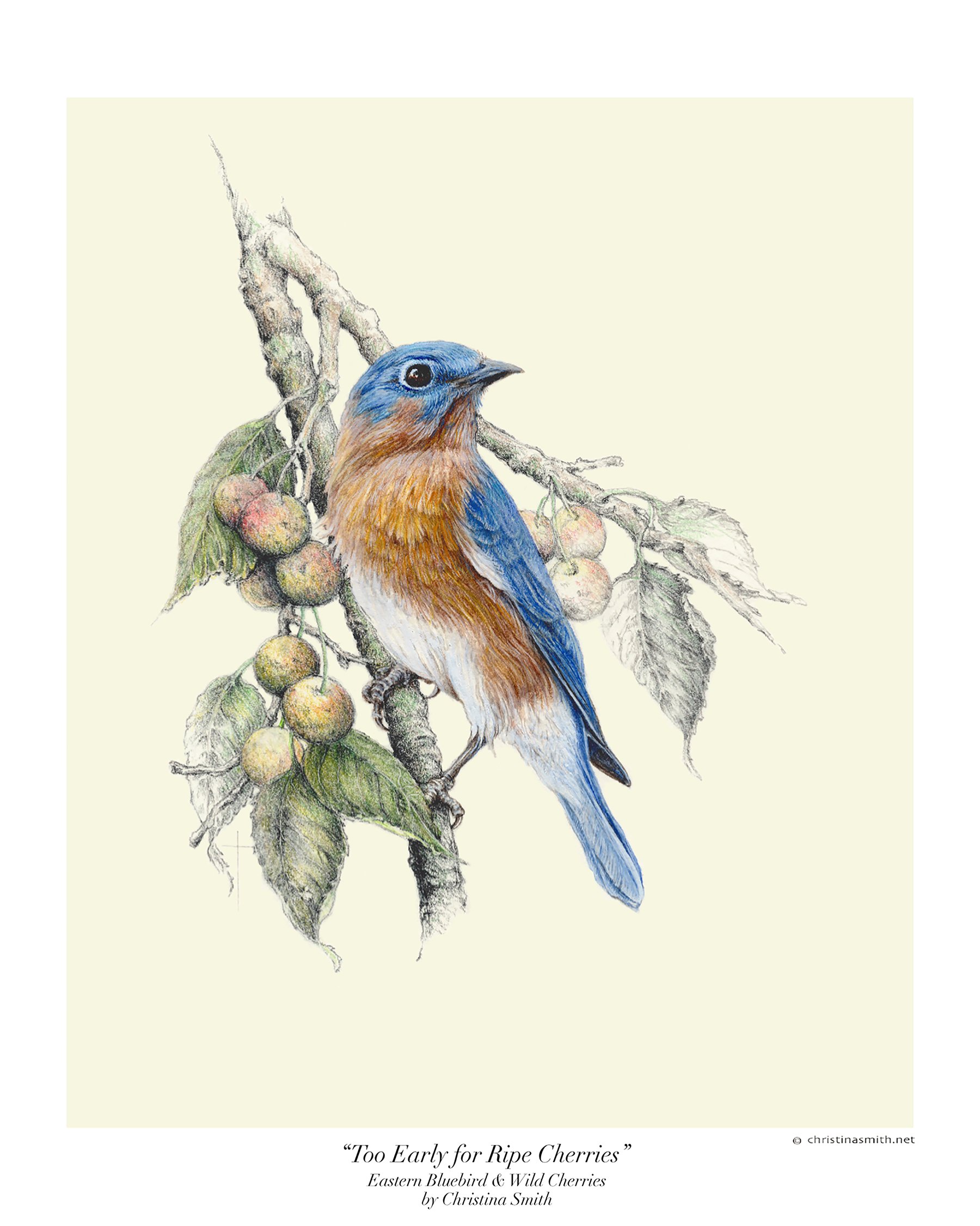 WEBBluebird & Wild Cherries.jpg