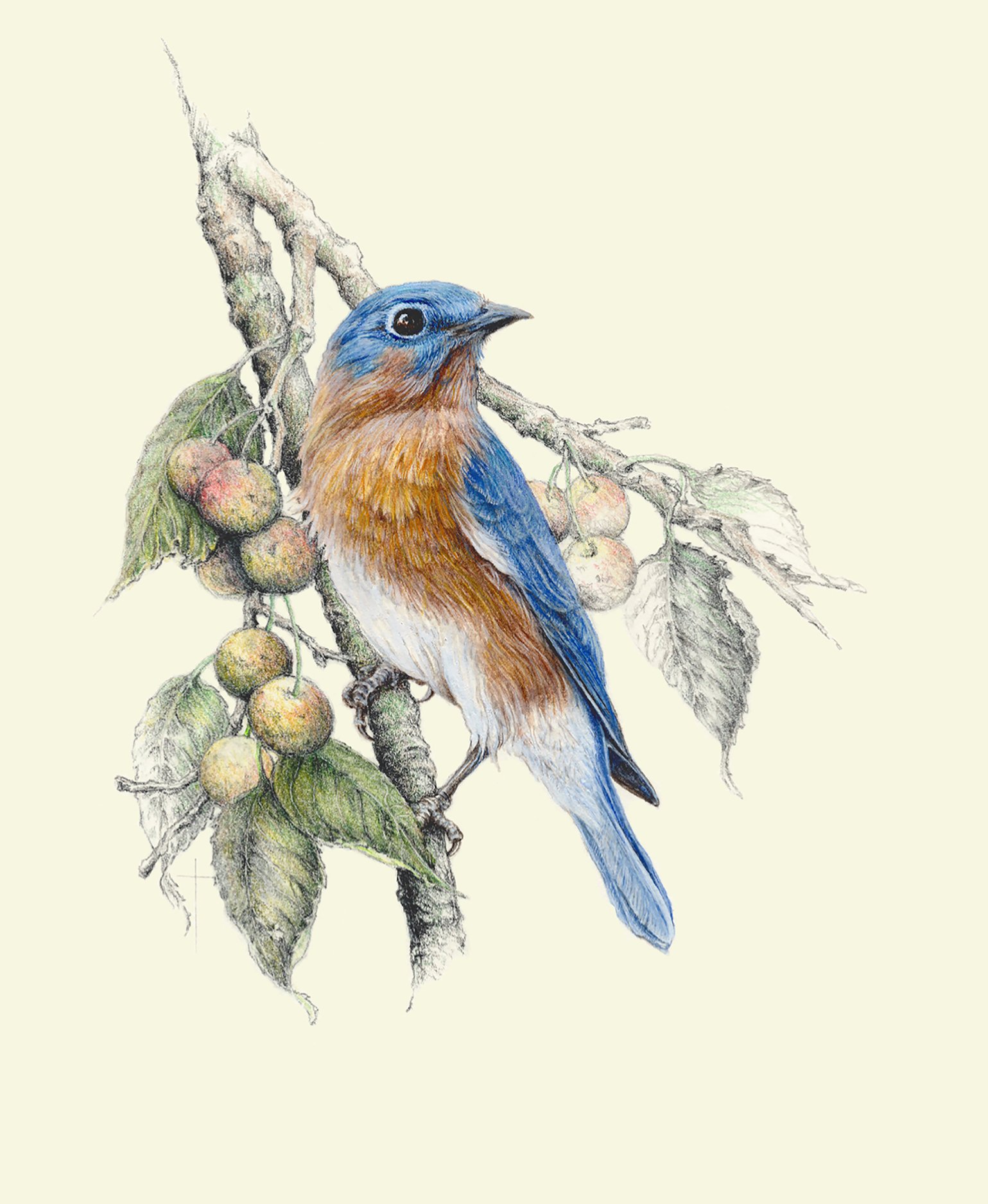 WEBBluebird & Wild Cherries.jpg