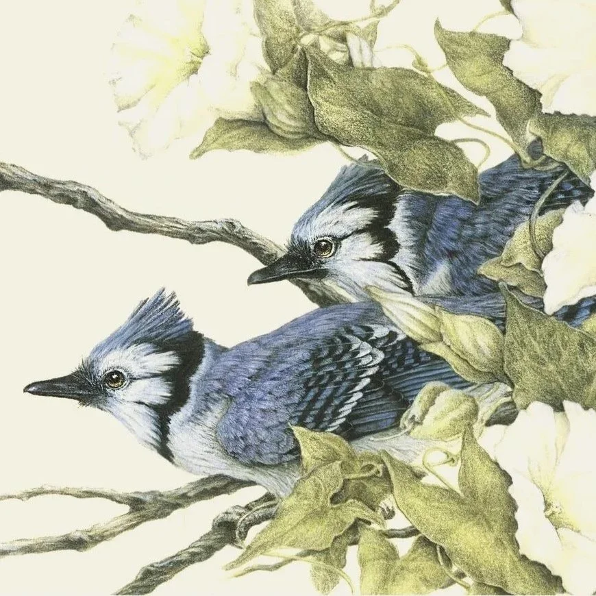 "Early Morning Jays" - blue jays and morning glories