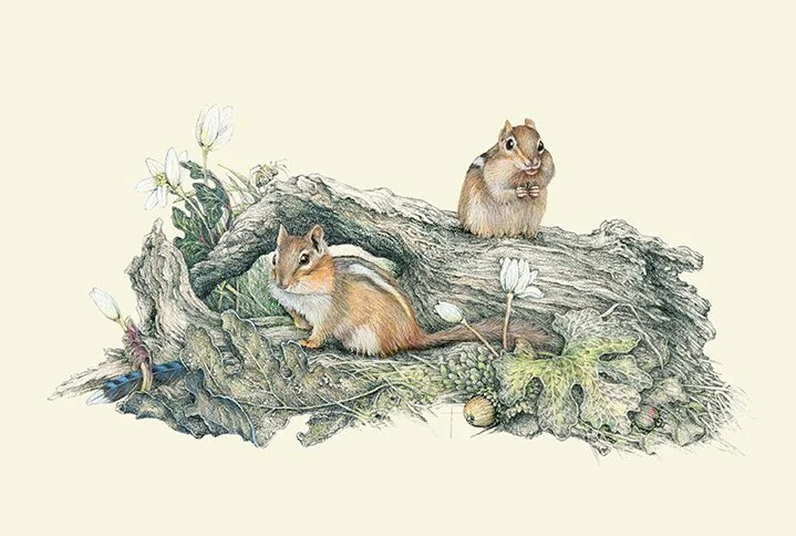 "April Chippies" - chipmunks