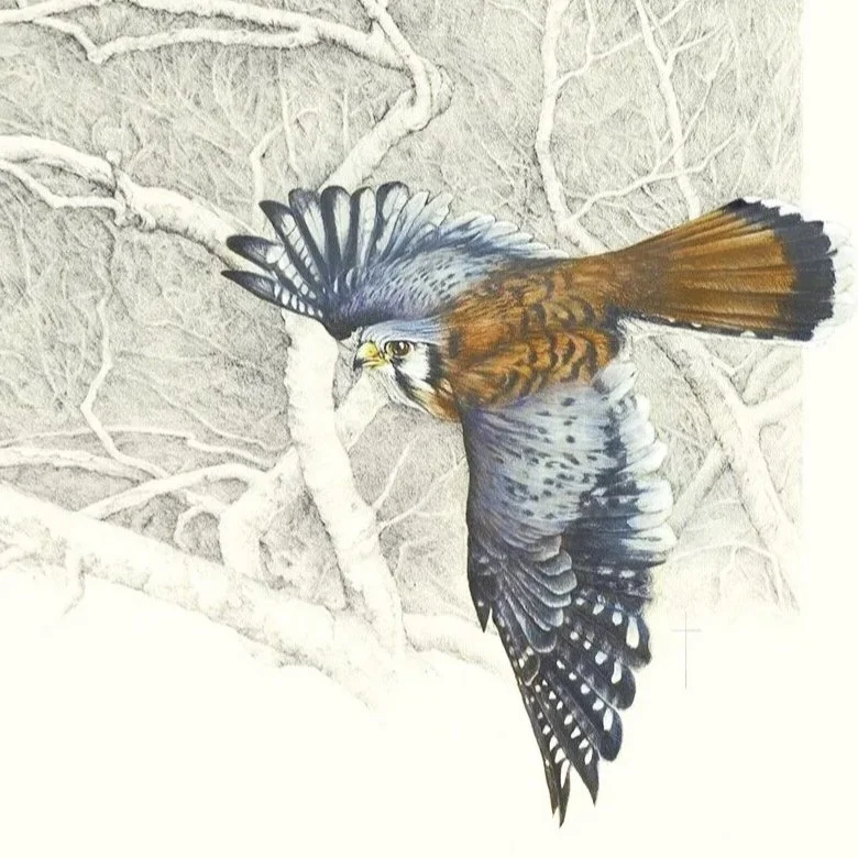 "Winter Sycamore" -  American kestrel