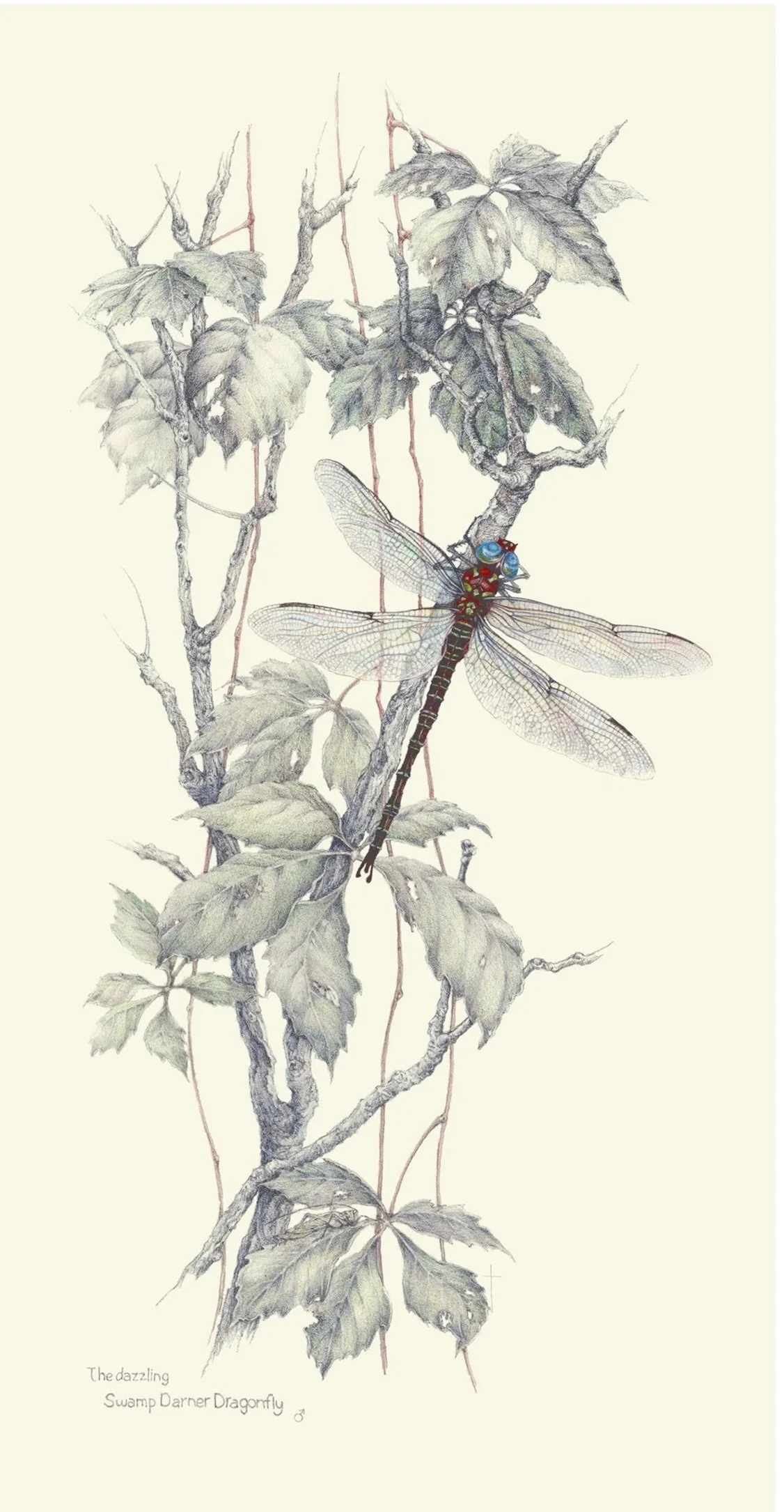 "The dazzling Swamp Darner Dragonfly"