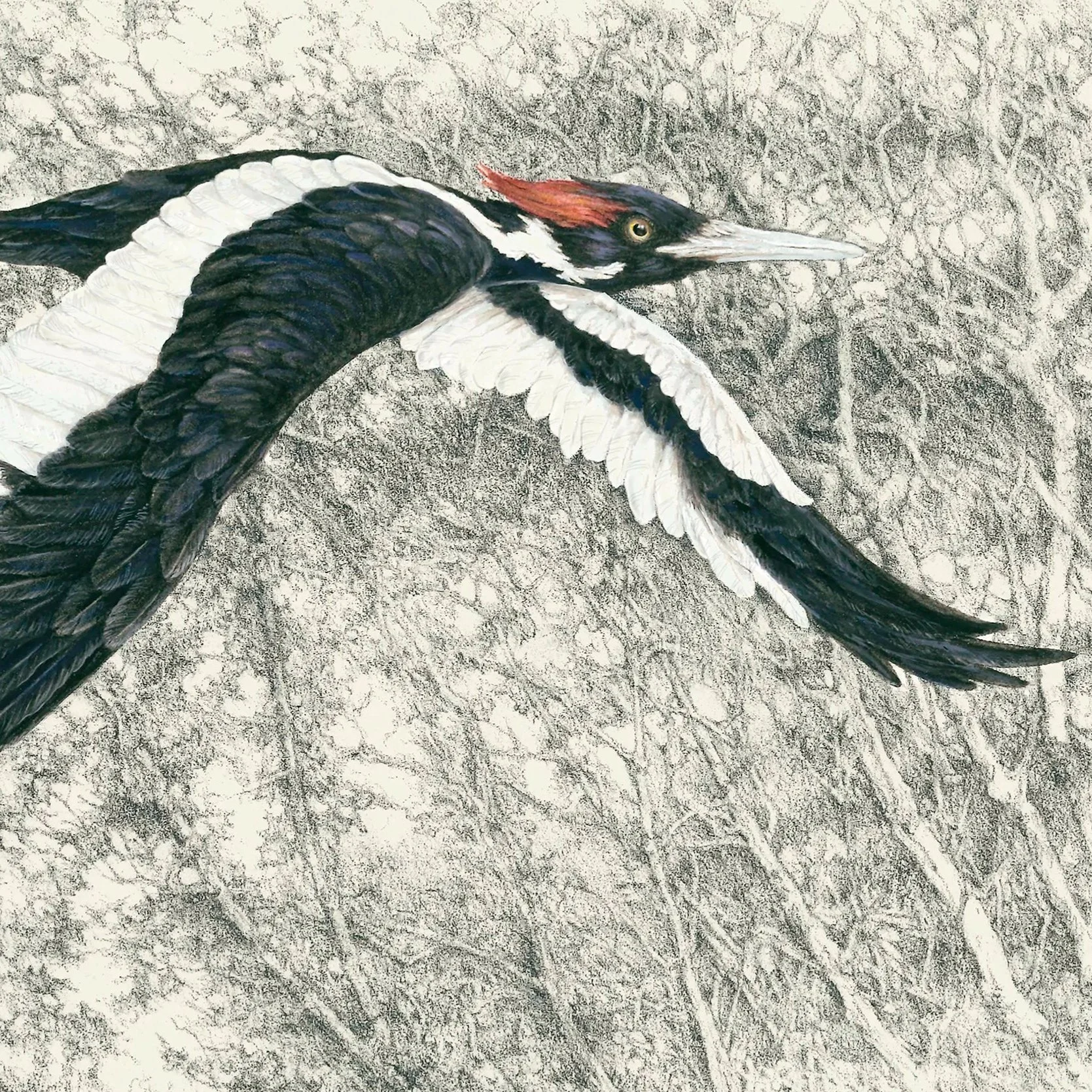 "The Ivory-billed Woodpecker  -  The Ghost Bird"