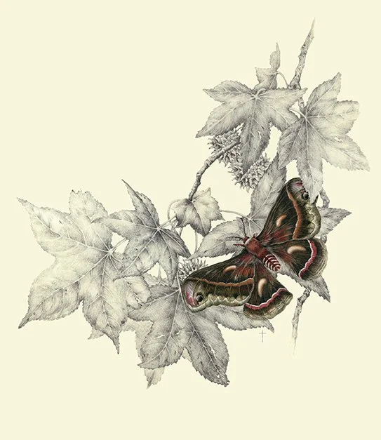 "Cecropia Moth and Sweet Gum"