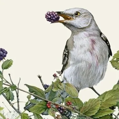 "Juicy Breakfast" - mockingbirds in blackberries