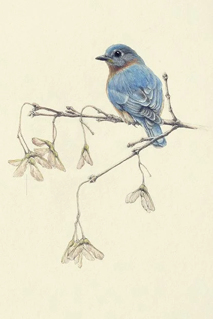 WEBGentle Spring (Bluebird).jpg