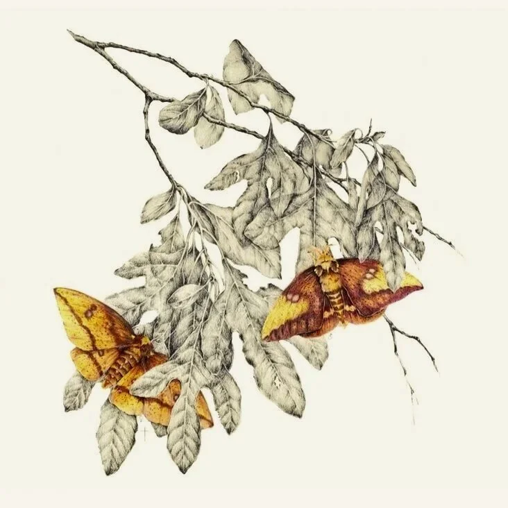 "Imperial Moth and Sassafras"