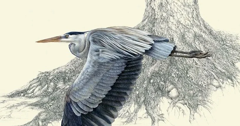 Waterbirds Portfolio