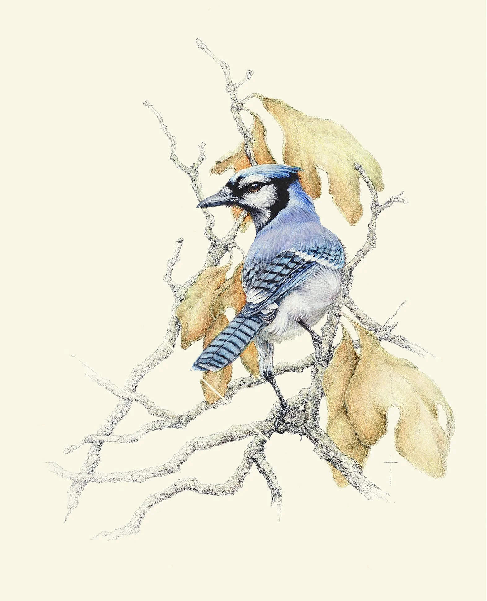 WEBSapphire AmongSassafras.jpg